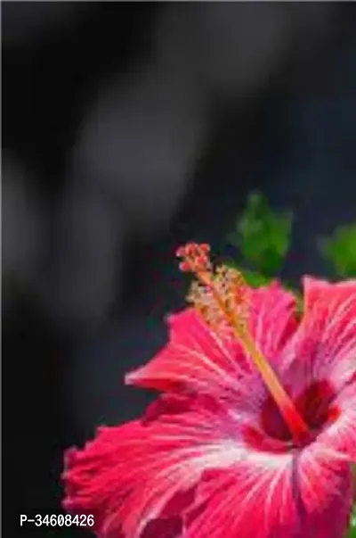 Natural Hibiscus Plant-thumb0