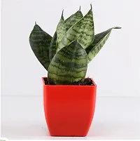 Natural Snake Plant-thumb1