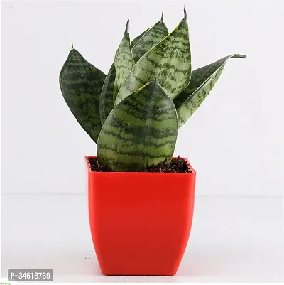 Natural Snake Plant-thumb2