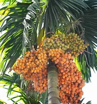 Natural Betel Nutsupari Plant-thumb1