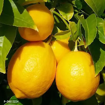 Natural Lemon Plant-thumb0