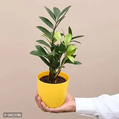 Natural Zz Plant-thumb0