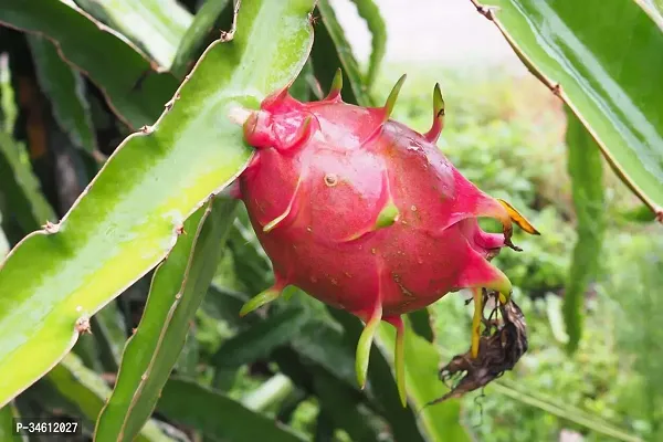 Natural Wax Apple Plant-thumb2