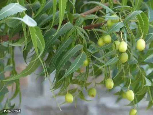 Natural Neem Plant-thumb0