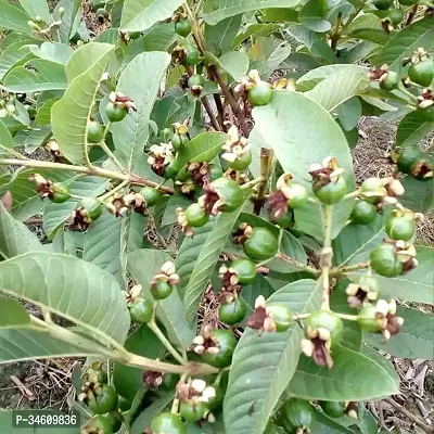 Natural Guava Plant-thumb2