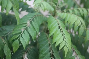 Natural Curry Leaf Plant-thumb1