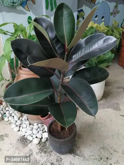 Natural Rubber Tree Rubber Plant-thumb0