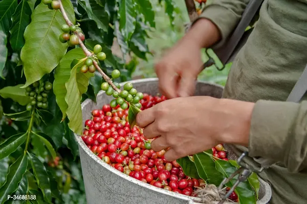 Natural Coffee Plant-thumb0