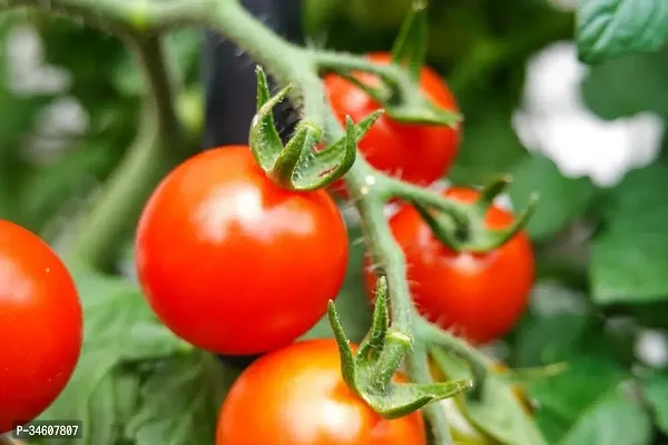 Natural Tomato Plant-thumb2