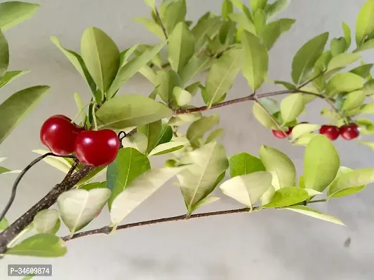 Natural Cherry Fruit Plant-thumb2