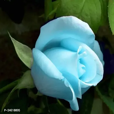 Natural Rose Plant-thumb2