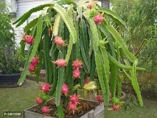 Natural Wax Apple Plant-thumb0