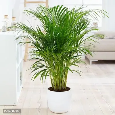 Natural Areca Palm Plant-thumb0