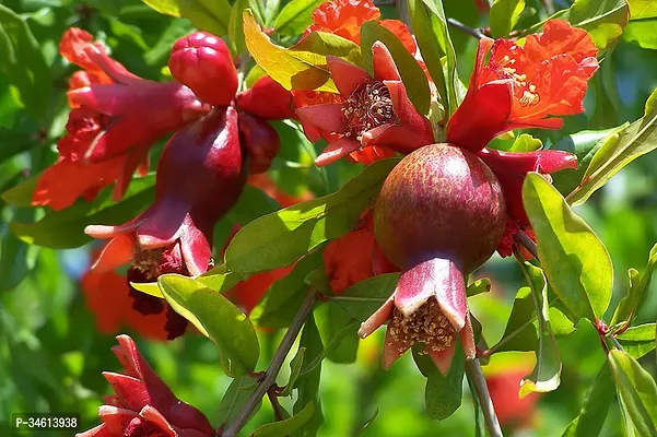 Natural Pomegranate Plant-thumb0