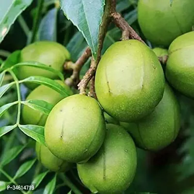 Natural Amra Plant