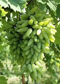 Natural Grapes Plant-thumb1