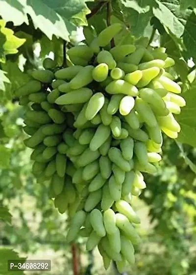 Natural Grapes Plant-thumb2