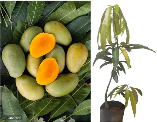 Natural Mango Plant-thumb0