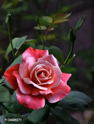 Natural Rose Plant-thumb0