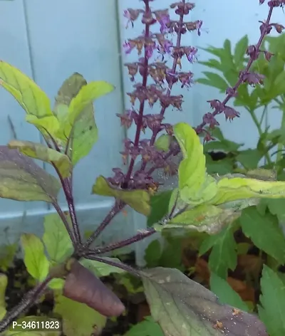 Natural Tulsi Plant-thumb2