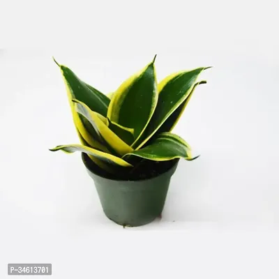 Natural Snake Plant-thumb0