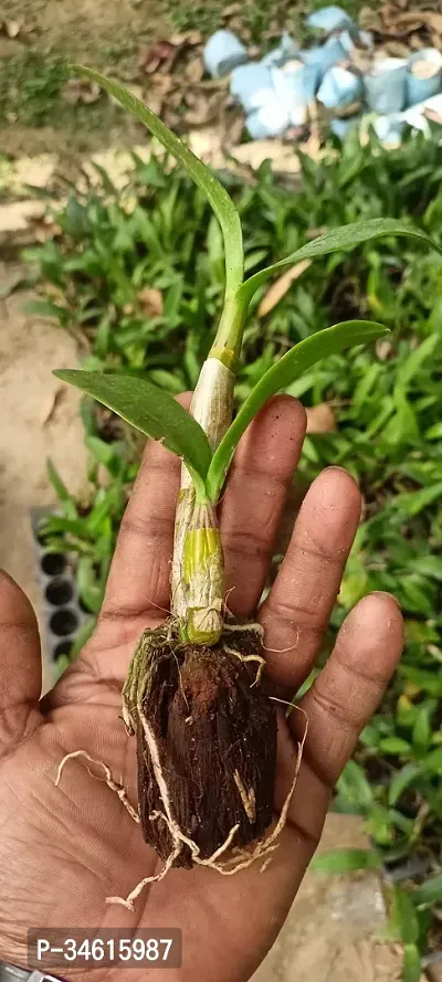 Natural Lily Plant-thumb3