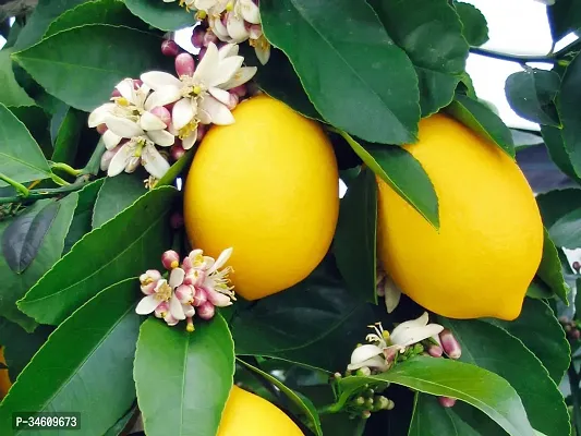 Natural Lemon Plant-thumb0