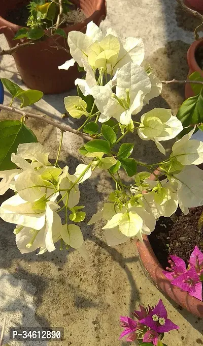 Natural Baugainvillea Plant-thumb0