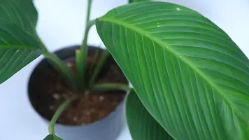 Natural Peace Lily Plant-thumb2