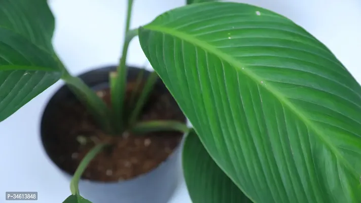 Natural Peace Lily Plant-thumb3