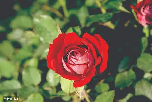 Natural Rose Plant-thumb0