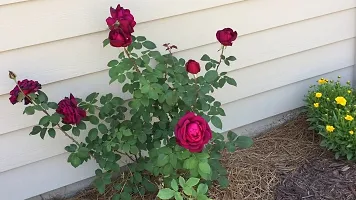 Natural Rose Plant-thumb2