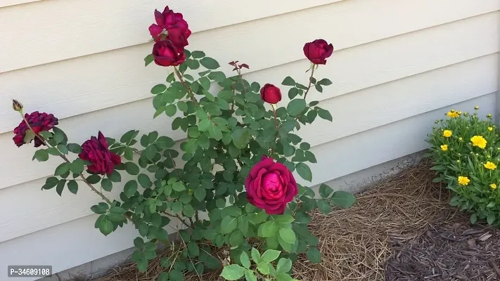 Natural Rose Plant-thumb3