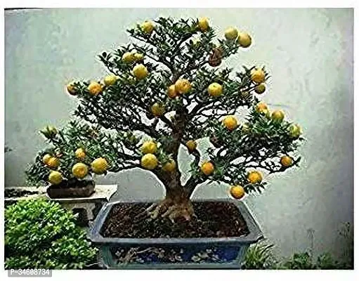 Natural Orange Plant-thumb0