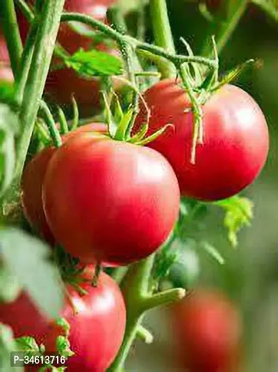 Natural Tomato Plant-thumb0