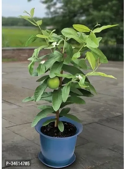 Natural Guava Plant-thumb0