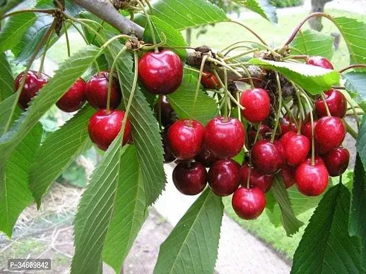 Natural Cherry Fruit Plant-thumb0