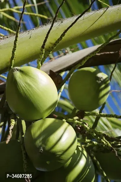 Natural Coconut Plant-thumb0