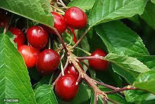 Natural Cherry Fruit Plant