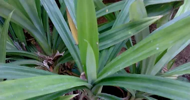 Natural Basmati Plant-thumb1