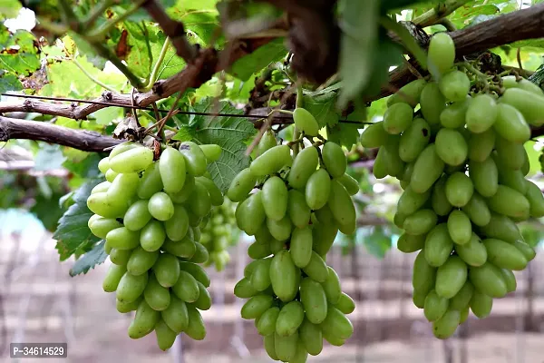 Natural Grapes Plant-thumb0