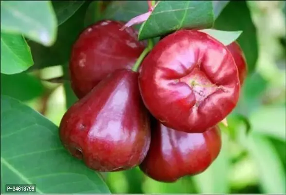 Natural Apple Plant-thumb0