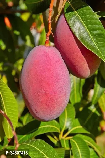 Natural Mango Plant-thumb0