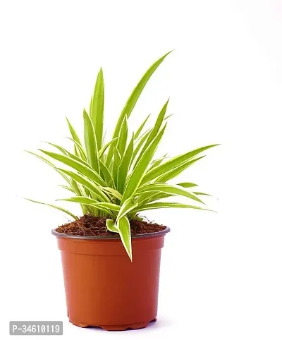 Natural Spider Plant-thumb3