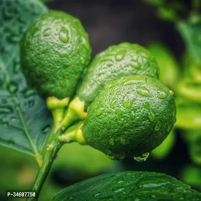 Natural Lemon Plant-thumb0