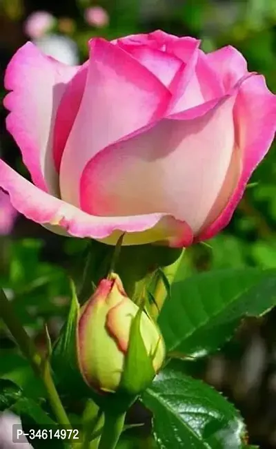 Natural Rose Plant-thumb0