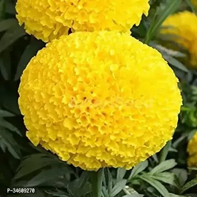 Natural Marigold Plant-thumb2