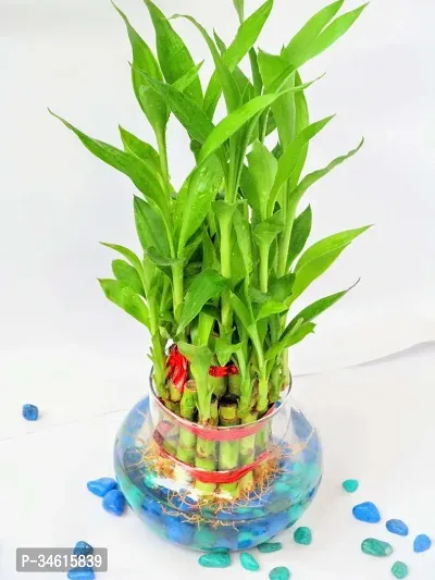 Natural Two Layer Bamboo Plant-thumb0