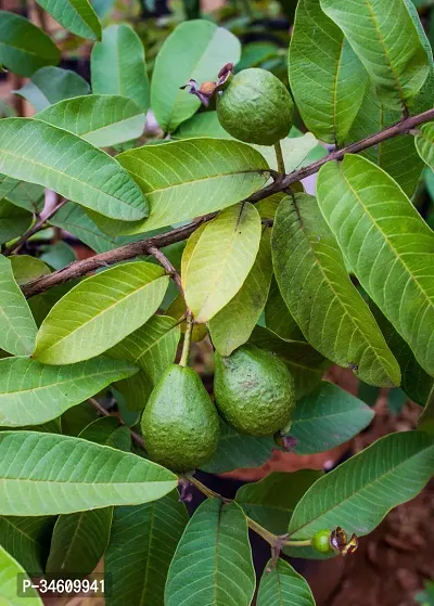 Natural Guava Plant-thumb0