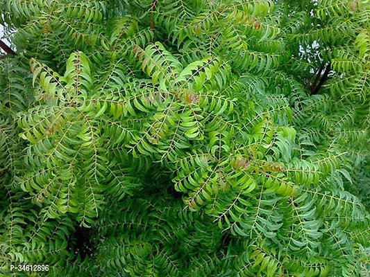 Natural Neem Plant-thumb3